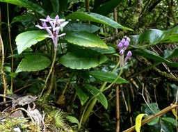 Arnottia mauritiana. orchidaceae .indigène Réunion devant du bois de noël .P1650621