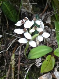 Arnottia mauritiana .orchidaceae. indigène Réunion P1650897