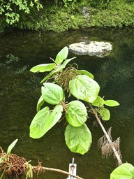 Boehmeria stipularis . bois de source blanc.urticaceae;endémique Réunion .P1650848
