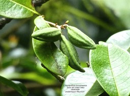 Chionanthus broomeana . bois de coeur bleu .oleaceae. endémique Réunion P1650520