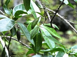 Chionanthus broomeana . bois de coeur bleu . oleaceae .endémique Réunion P1650930