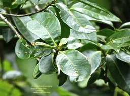 Chionanthus broomeana .bois de coeur bleu . oleaceae.endémique Réunion . P1650516
