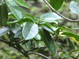 Chionanthus broomeana .bois de coeur bleu .oleaceae. endémique Réunion P1650927