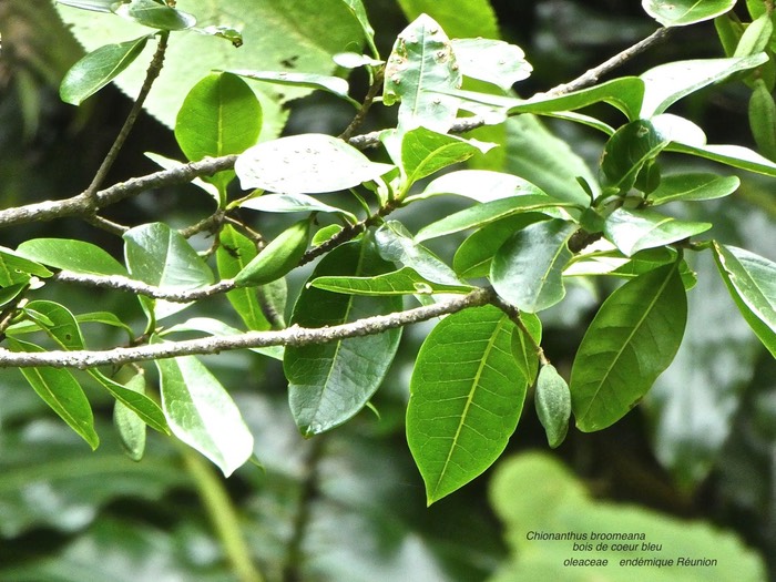Chionanthus broomeana .bois de coeur bleu .oleaceae.endémique Réunion .P1650500