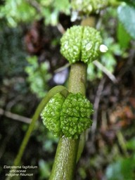 Elatostema fagifolium .urticaceae .indigène Réunion .P1650366