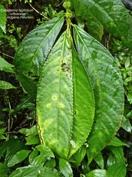 Elatostema fagifolium .urticaceae . indigène Réunion .P1650365