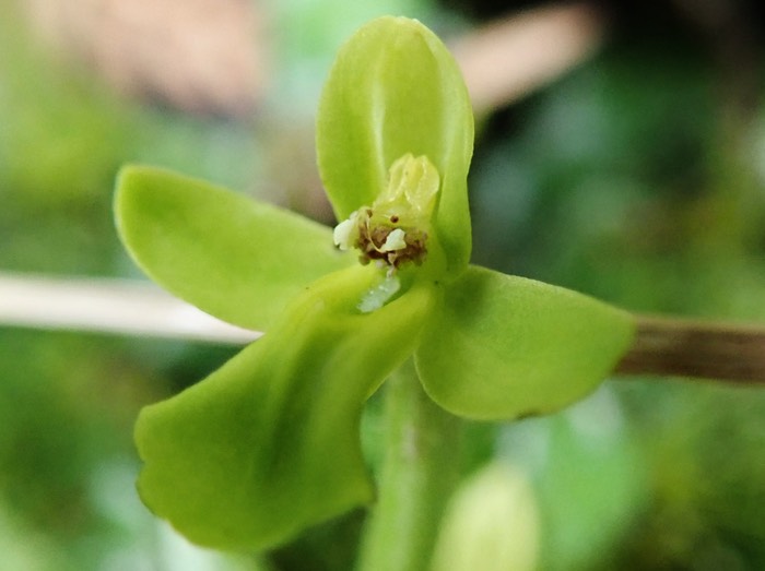 fleur d'Habenaria citrina pollinisee, les poll inies ont ete deposees  sur le stigmate par