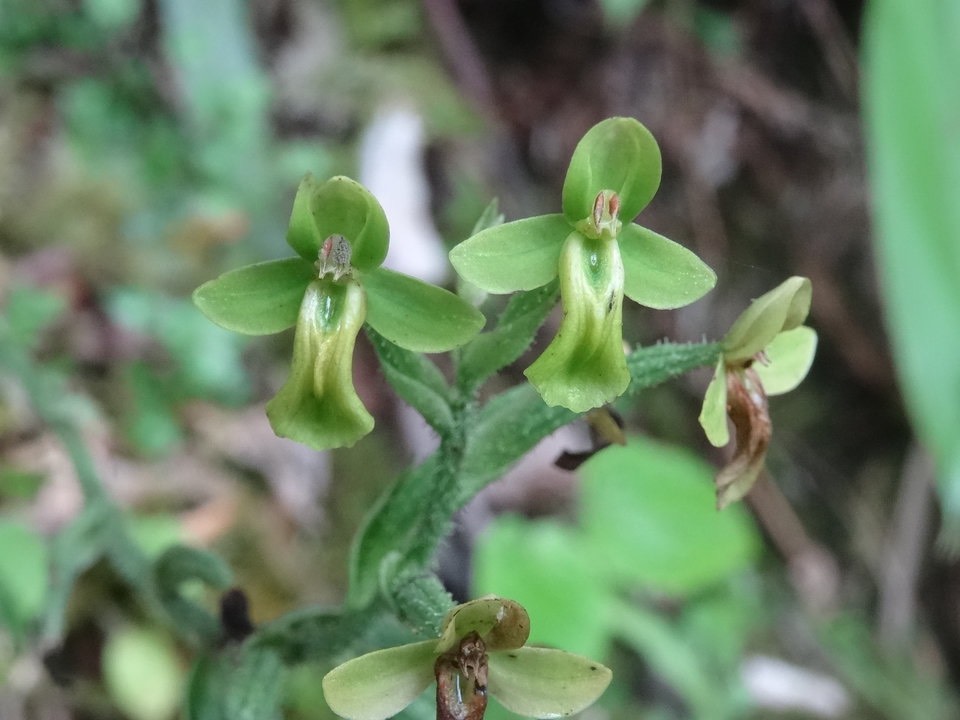 Habenaria citrina - ORCHIDOIDEAE - Endémique Réunion