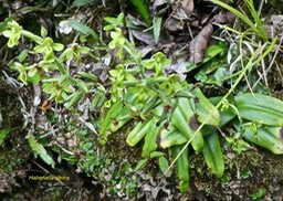 Habenaria citrina . orchidaceae.endémique Réunion .P1650808