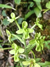 Habenaria citrina .orchidaceae.endémique Réunion .P1650803