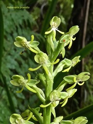 Habenaria praealta . orchidaceae . indigène Réunion P1650888