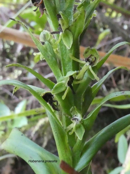 Habenaria praealta . orchidaceae . indigène Réunion 