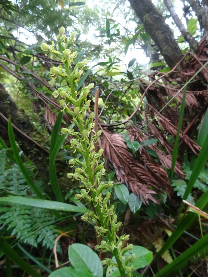 Habenaria praelta - ORCHIDOIDEAE - Indigène Réunion