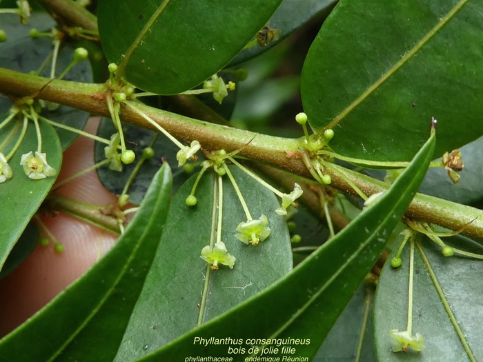 Phyllanthus consanguineus . bois de jolie fille .phyllanthaceae .endémique Réunion P1650414