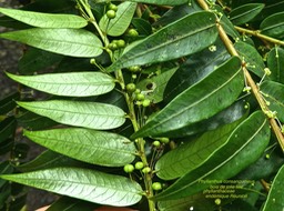 Phyllanthus consanguineus .bois de jolie fille .phyllanthaceae .endémique Réunion P1650422