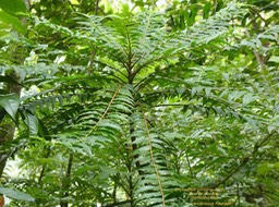 Phyllanthus consanguineus .Bois de jolie fille .phyllanthaceae .endémique Réunion .P1650430