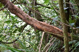 Psiloxylon mauritianum - Bois de pêche marron - MYRTACEAE - Endémique Réunion, Maurice