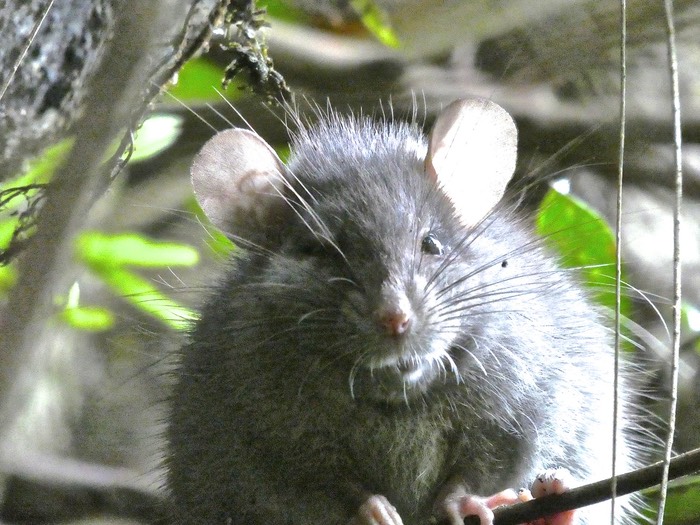 Rat dans un arbre P1650961