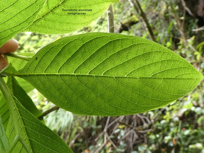 Tournefortia acuminata . boraginaceae.endémique Réunion P1650575