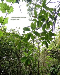 Tournefortia acuminata .boraginaceae .endémique Réunion P1650552
