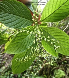 Tournefortia acuminata .boraginaceae .endémique Réunion P1650564