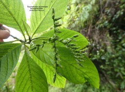 Tournefortia acuminata .boraginaceae .endémique Réunion P1650555