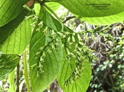 Tournefortia acuminata .boraginaceae . endémique Réunion P1650574