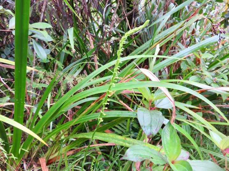 1. ??? Benthamia spiralis (Thouars) - - ORHICACEA - A. Rich. Madagascar, La Réunion, Maurice