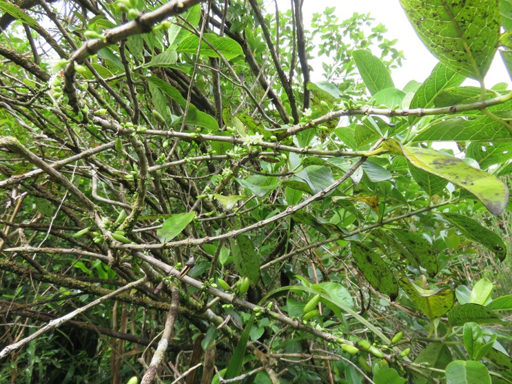 11. Fleurs feuilles  Geniostoma borbonicum - Bois de piment ou Bois de rat - Loganiaceae     IMG_3012.JPG