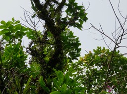 13. Beclardia macrostachya - Orchidée Muguet -  ORCHIDACEAE -indigène Réunion IMG_3018.JPG
