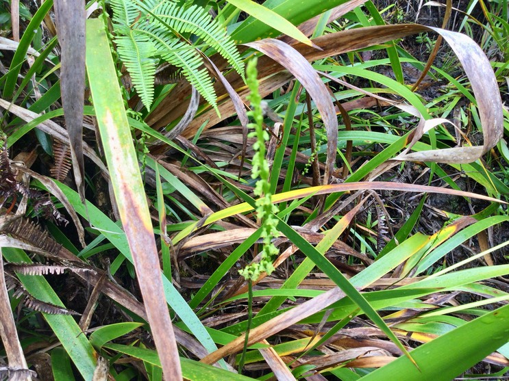 17. Habenaria praealta - Ø - Orchidaceae - Réunion