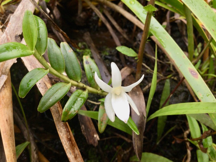18. Angreacum ramosum - -  Orchidaceae
