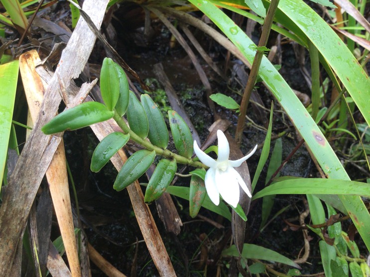 19. Angreacum ramosum - -  Orchidaceae