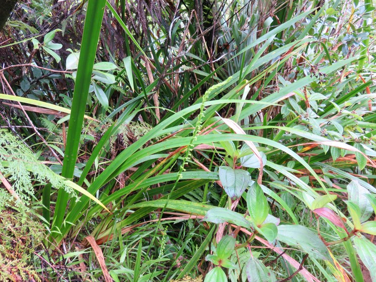 2. Benthamia spiralis (Thouars) - - ORHICACEA - A. Rich. Madagascar, La Réunion, Maurice