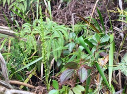 20. Habenaria praealta - Ø - Orchidaceae - Réunion