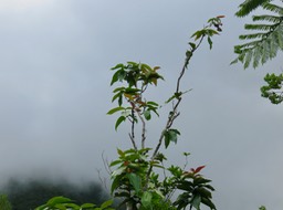 21. Syzygium cordemoyi - Bois de pomme à grandes feuilles - Myrtacée - B