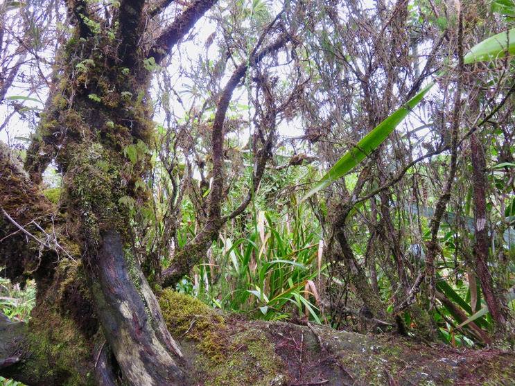 3. Benthamia spiralis (Thouars) - - ORHICACEA - A. Rich. Madagascar, La Réunion, Maurice