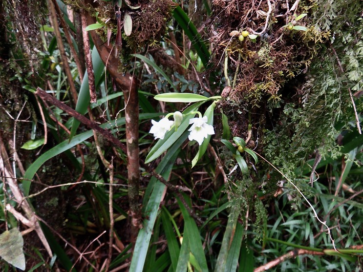 4. Beclardia macrostachya - Orchidée Muguet -  ORCHIDACEAE -indigène Réunion