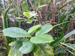 7. 7 Fleurs et feuilles de Turraea cadetii - Bois de Quivi - Méliacée - B IMG_3709.JPG