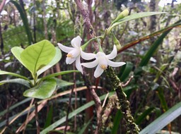 9. Fleurs Turraea cadetii - Bois de Quivi - Méliacée - B IMG_3716.JPG