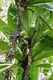 Badula borbonica - Bois de savon - primulaceae endémique Réunion P1031442