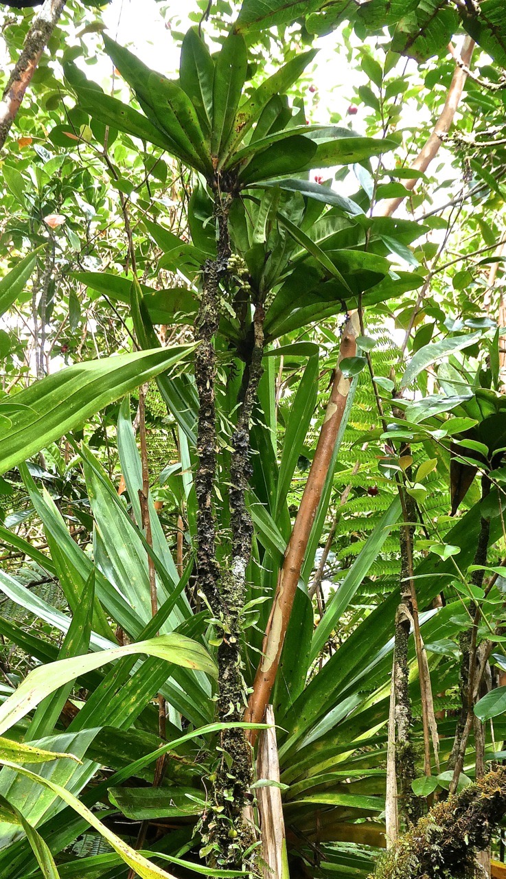 Badula borbonica - Bois de savon - primulaceae - endémique Réunion .P1031441