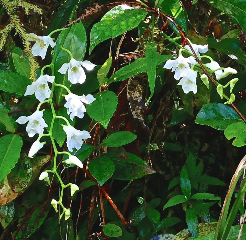 Beclardia macrostachya (inflorescences devant divers feuillages ) orchidaceae.indigène Réunion. P1031285