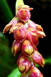 Bulbophyllum bernadetteae  variante rouge. (Bulbophyllum densum  ). détail de l'inflorescence.  orchidaceae.P1031435