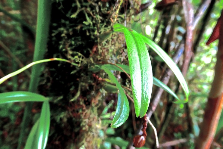 Bulbophyllum bernadetteae. ( Bulbophyllum densum ) bulbe diphylle .orchidaceae. P1031420