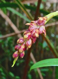 Bulbophyllum bernadetteae variante rouge.( Bulbophyllum densum ).orchidaceae .P1031429