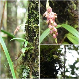 Bulbophyllum densum (bernadetteae) et Bulbophyllum mascarenense (minutum)  en bas à droite - EPIDENDROIDEAE - Indigène Réunion 