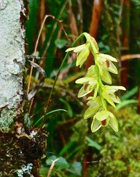 Bulbophyllum mascarenense- orchidaceae-endémique Mascareignes et Madagascar.P1031377
