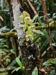 Bulbophyllum mascarenense- orchidaceae-endémique Mascareignes et Madagascar.IMG_8757