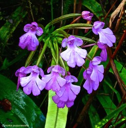 Cynorkis purpurascens.orchidaceae.indigène Réunion .P1031289